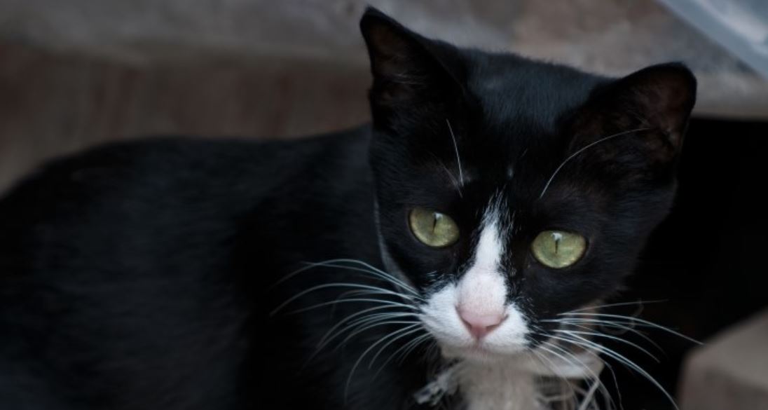 Zwarte kat: droom betekenis, interpretatie, symbolen
