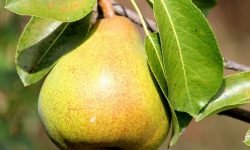 Zijn peren gezond? Lees hier de 16 voordelen peer gezond